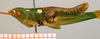 CollectionObject 1537804; c86f154b-a5a0-497a-af16-e74883ec53d4: male habitus lateral view (paratype). (CollectionObject).