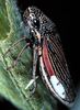 Habitus, dorsal view: U.S.A., Nebraska, Sioux Co., Rt.20 1mi W of Harrison. Photo: R. Rakitov. (Observation).