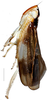 Habitus, lateral view on Bundera onukiiformis Dietrich, Nguyen & Pham, 2020: holotype, male. (Observation).