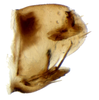 Pygofer, lateral view on Arocephalus (Ariellus) punctum (Flor, 1861): Pygofer, lateral view. (Observation).