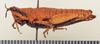 CollectionObject 1518334; 3af02417-bfe4-4881-bdfc-75745a304929: female, lateral view (holotype). (CollectionObject).