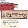CollectionObject 1530661; 391e05a4-4981-4054-9bba-7256cb1eb93d: labels (paralectotype). (CollectionObject).