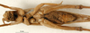 CollectionObject 1552389; 2a71a415-1861-4edd-84f7-2837bc7597fc: male, ventral view. (CollectionObject).