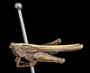 female, lateral view (syntype of Acrydium dorsale). Depicts CollectionObject 1597479; UZIU Thunberg Collection nr 15812, eefd850e-5e94-4da4-b33a-2c715bc34794, a CollectionObject.