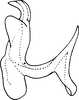 Aedeagus, lateral view on Nlunga Dworakowska, 1974: Aedeagus (T. (N.) reeneni Dwor.), lateral view. (Observation).