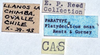 CollectionObject 1566231; e240a2c4-f92a-4d10-8be1-7ba754597f95: labels (paratype). (CollectionObject).
