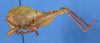 CollectionObject 1535690; 2379763f-65a6-4090-bb1b-bf481038acdf: male, lateral view (syntype). (CollectionObject).