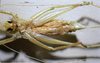 CollectionObject 1529070; ZIN 3224772, cd51afe5-e459-4889-a818-f9d30449358e: female ventral view (paratype). (CollectionObject).