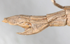 CollectionObject 1560427; bd11896f-e498-42f1-b959-c44f7049a332: copyright NMW, Vienna. female: end of abdomen, lateral view (syntype). (CollectionObject).;CollectionObject 1560428; e38535f2-096d-42a7-90c9-05a46b40f72a: copyright NMW, Vienna. female: end of abdomen, lateral view (syntype). (CollectionObject).