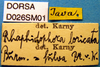 CollectionObject 1575887; c69968a9-c2c3-45af-ac48-2116095f2849: labels. (CollectionObject).