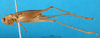 CollectionObject 1545387; 1f13d385-369d-434b-91fc-2bbc73519685: female, lateral view (paralectotype). (CollectionObject).