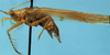 CollectionObject 1533251; 3db96268-a275-4e10-9e47-bb6cdd515768: male, lateral view (holotype). (CollectionObject).