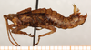 CollectionObject 1499385; 37383150-3df3-4723-99ce-9c9f76bb1abb: male, lateral view (holotype). (CollectionObject).