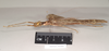 CollectionObject 1562249; NHMUK(SF IMPORT DUPLICATE) 844860, 1eb21d78-a4a1-4c01-8d52-572bc5caa496: copyright Natural History Museum, London. female, lateral view (holotype). (CollectionObject).