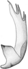 Aedeagus, lateral view on Doratura medvedevi Logvinenko, 1961: (Observation).