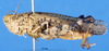 CollectionObject 1537627; 37670262-f03c-45c5-806a-9ce55f8420b3: female, lateral view (paratype). (CollectionObject).
