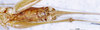 CollectionObject 1505023; 8afd849e-c990-47dc-8ab8-b4789f4b8a2b, DORSA D17TF01: female, ventral view (holotype). (CollectionObject).