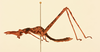 CollectionObject 1518053; 2a95c149-0ca1-414d-8645-367a52e438e3, NHMUK015105080: male, lateral view (lectotype). (CollectionObject).