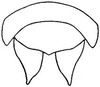 Subgenital plate, ventral view on Athysanella (Amphipyga) acuticauda Baker, 1898: male plates. (Observation).