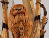CollectionObject 1534631; 8cd11505-d7f4-4a3c-bba4-3379692a6d64: male abdomen top, caudal view (holotype). (CollectionObject).