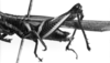 CollectionObject 1541637; 6fad2190-0f4f-4850-baff-54be7c36b4e9: Image Carbonell, C.S. male, abdomen end, lateral view. (CollectionObject).