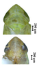 Head: !! display not done !! on Maiestas krameri (Rama Subba Rao & Ramakrishnan, 1988): head and thorax, face (male). (Observation).