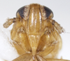 Head on Delphacodes acuministyla Dozier, 1926: (Observation).
