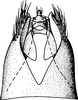 Pygofer, dorsal view: !! display not done !! on Paraphlepsius (Paraphysius) electus (DeLong, 1938): Pygofer, dorsal view. (Observation).