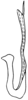 Aedeagus, lateral view on Enantiocephalus cornutus (Herrich-Schäffer, 1838): (Observation).
