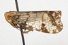 Habitus, lateral view: !! display not done !! on Biolleyana pictifrons (Stål, 1864): (Observation).