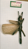 CollectionObject 1558889; 38332a44-9667-4685-b98e-7866f0574ab1: copyright NHMB, Basle. male of Leocrates mecheli (holotype). (CollectionObject).
