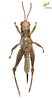 CollectionObject 1849211; 18829aed-037d-4b0e-9af4-ad246edd19df, Unioeste Cascavel K-0053: Male. Ventral view. (CollectionObject).