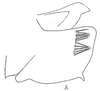 Pygofer, lateral view: Pygofer, lateral view. (Observation).