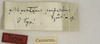 CollectionObject 1529734; 6ce18925-a8fb-4989-8352-ba52dc4f34f9: labels (holotype). (CollectionObject).