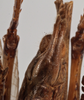 CollectionObject 1534517; ddce5745-606c-4dff-8207-20d30dc2e661: male subgenital plate (holotype). (CollectionObject).