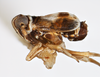 Habitus, lateral view: !! display not done !! on Chionomus aculeatus (Beamer, 1948): (Observation).