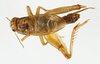 CollectionObject 1588099; 0853b684-939c-406a-a66a-bcd18099ba4d, MNHN-EO-ENSIF6980: male, dorsal view (paratype of Gryllopsis aelleni). (CollectionObject).