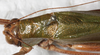 CollectionObject 1566601; c8b1dd2a-0010-4789-9b4d-643d7abdbc21: female, dorsal view (paralectotype). (CollectionObject).