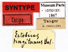 CollectionObject 1587897; MNHN(SF IMPORT DUPLICATE) MNHN-EP-EP1867, 202f3629-5b55-4e2f-8099-d38b2930ce77: CC BY-NC-ND 4.0/MNHN - Depraetere Marion - 2014. Syntype, male. Specimen number: MNHN-EP-EP1867. http://coldb.mnhn.fr/catalognumber/mnhn/ep/ep1867. (CollectionObject).