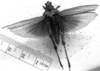 CollectionObject 1518538; e38c4f74-9a3f-49b0-815f-c032e298ab48: Image Carbonell, C.S. female, dorsal view (holotype of Ommexecha sommeri). (CollectionObject).