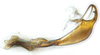 Aedeagus, lateral view: (Observation).