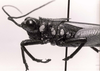CollectionObject 1566401; 39e9e16d-03da-41bd-8099-365911198648: Image C.S. Carbonell. male head and pronotum, lateral view. (CollectionObject).