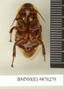CollectionObject 1572942; d4c6425d-9db5-4302-8c11-9516469ea7fe: Copyright Natural History Museum, London. Non-type (adult male) in BM(NH). Ventral view. (CollectionObject).