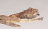 CollectionObject 1559597; NHMUK(SF IMPORT DUPLICATE) 844776, 5dfd6bd7-3ce4-48d0-8a44-fea50261d7ab: copyright Natural History Museum, London. male: end of abdomen, lateral view (paratype). (CollectionObject).