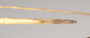 CollectionObject 1557986; NHMUK(SF IMPORT DUPLICATE) 844905, b30ef267-adb8-4d03-9044-100e0842319b: copyright Natural History Museum, London. female: end of abdomen, ventral view (holotype). (CollectionObject).