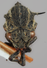 Head on Evanchon serpentinum (Funkhouser, 1920): (Observation).