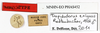 CollectionObject 1587042; d4f01599-8ea2-471a-afe2-c1bc16b96ba5: copyright MNHN, Paris. male, data labels (paralectotype). (CollectionObject).