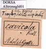 labels. Depicts CollectionObject 1538346; fc80b318-8c36-4df6-8962-2a8bd9f52606, a CollectionObject.