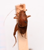 CollectionObject 1542387; bee56be2-4a9d-4c72-a43f-f01a6d087462, CNMS 5511: male, dorsal view (holotyp). (CollectionObject).