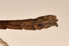 CollectionObject 1561351; 5bb91549-42e0-493b-ad8a-35ec29170b34: copyright UMO. male: end of abdomen, lateral view (holotype). (CollectionObject).
